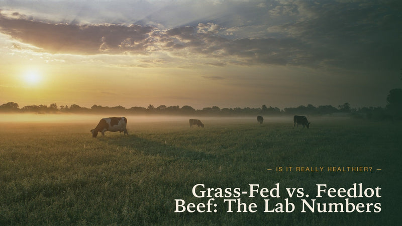 Grass-Fed Beef vs Feedlot Beef: What the Lab Numbers Show