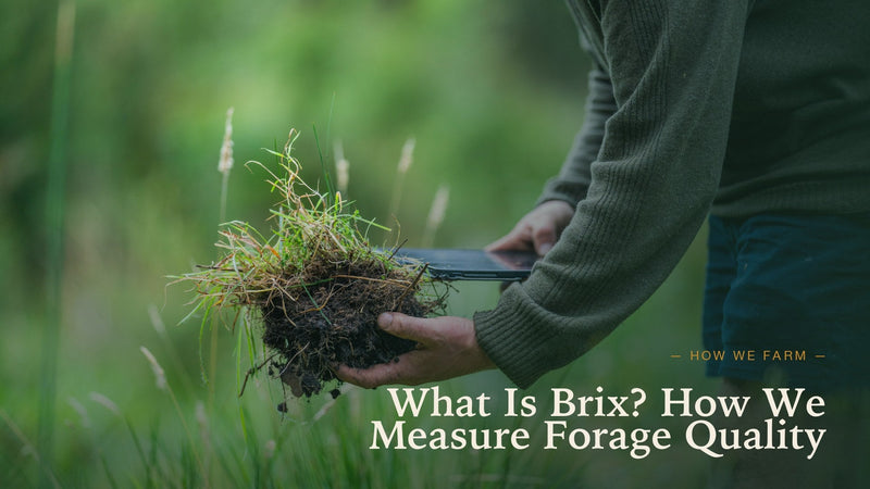 What Is Brix? How We Measure Forage Quality on a Regenerative Farm
