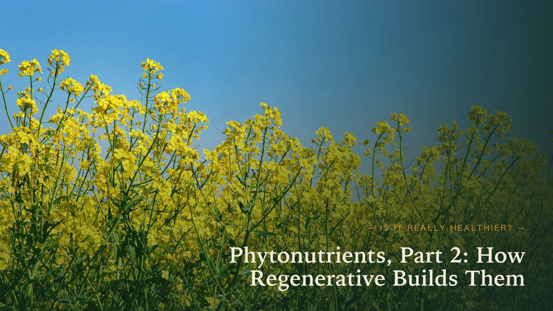 Phytonutrients Part Two: How Regenerative Agriculture Builds Phytonutrient-Rich Food