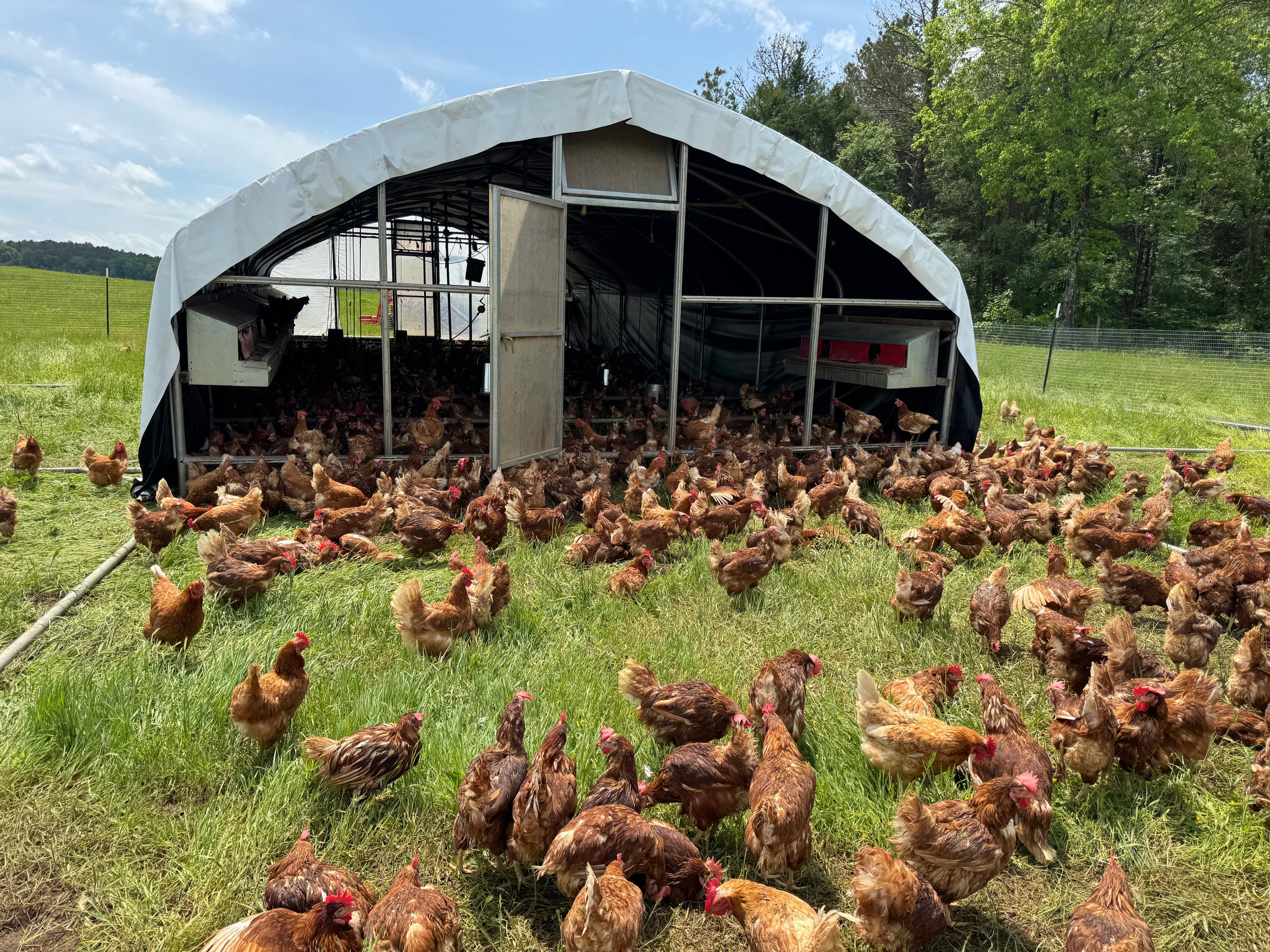 Pasture Raised Eggs