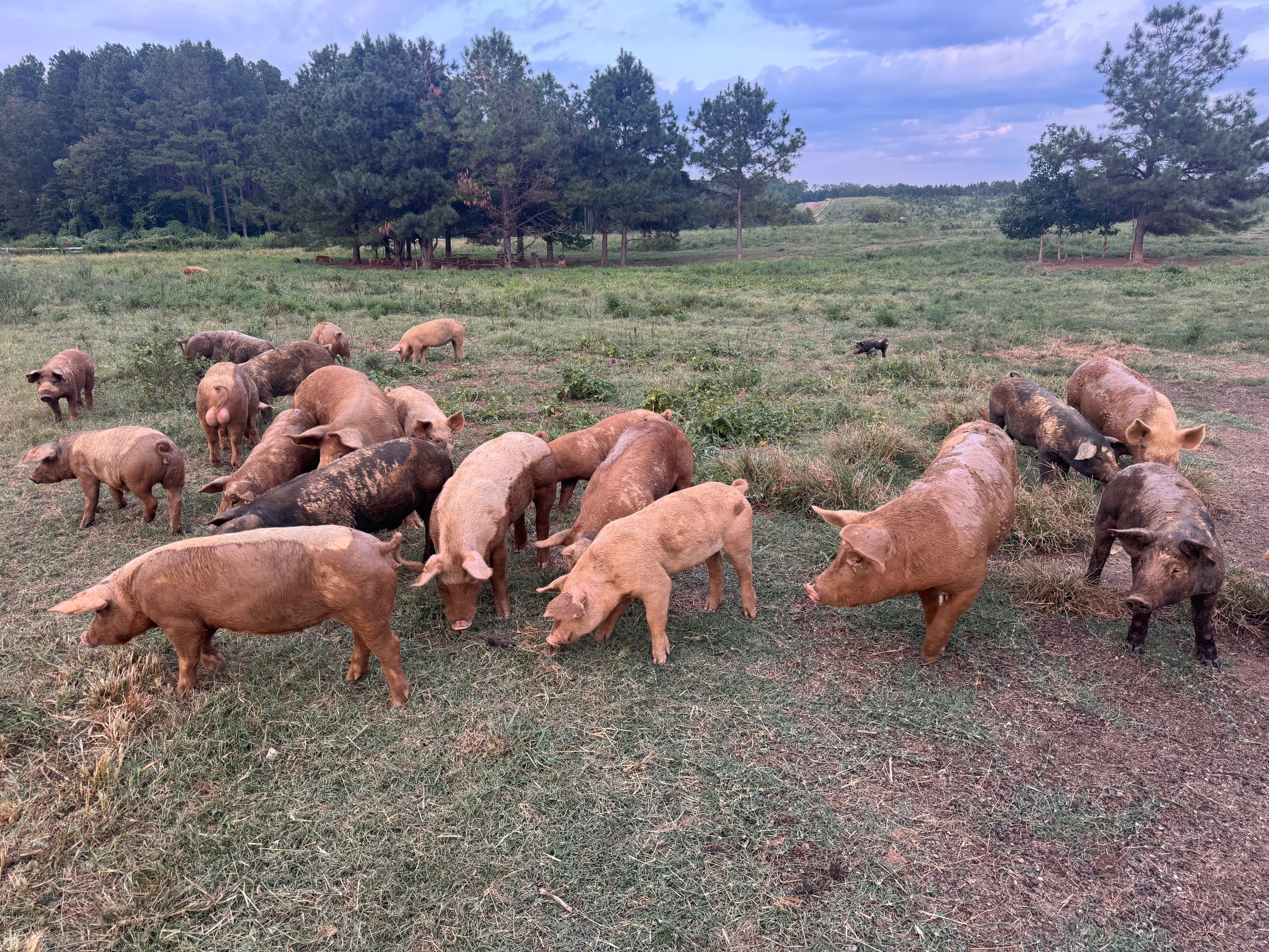 Pork Shares