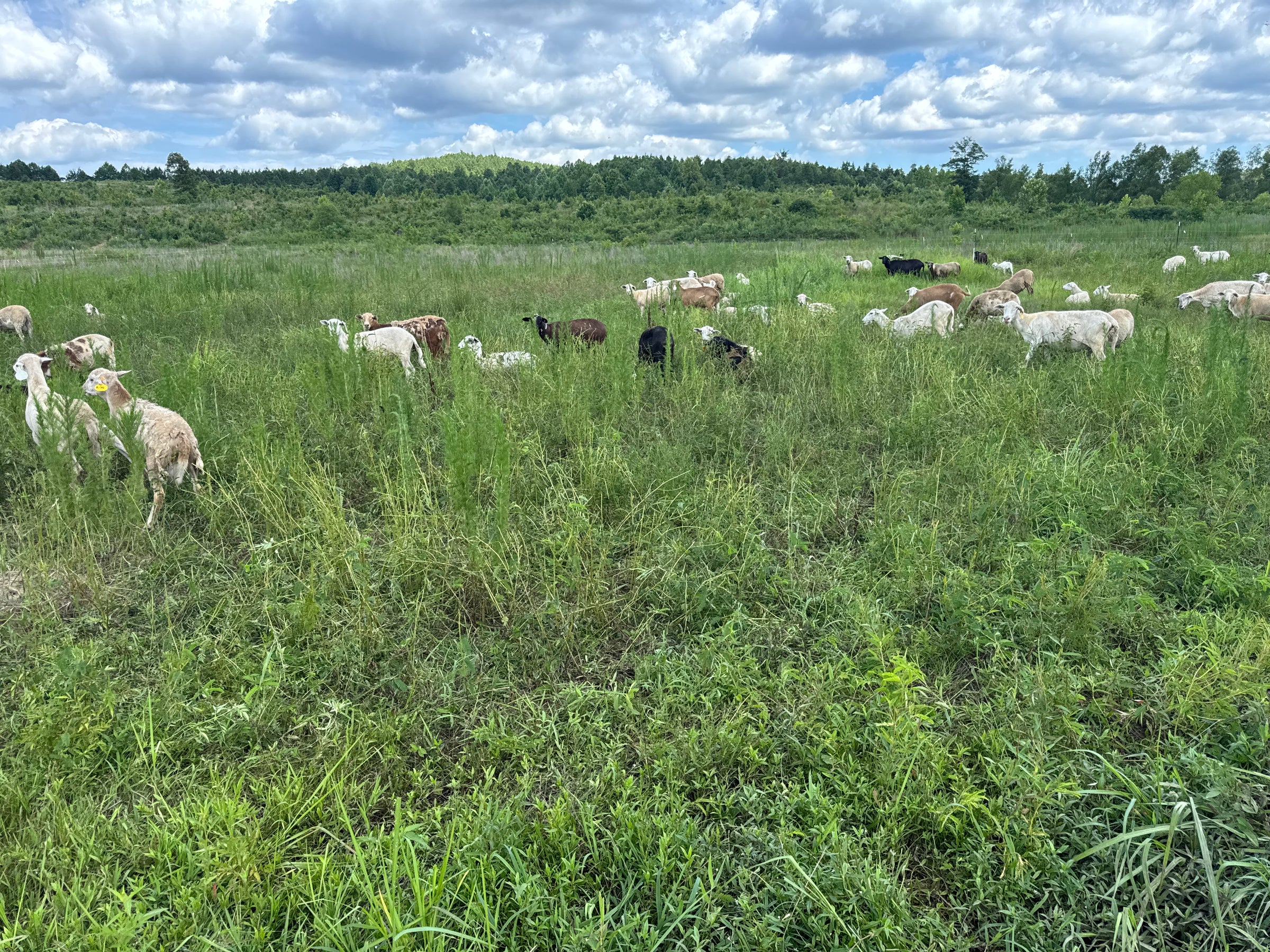 Grass-Finished Lamb