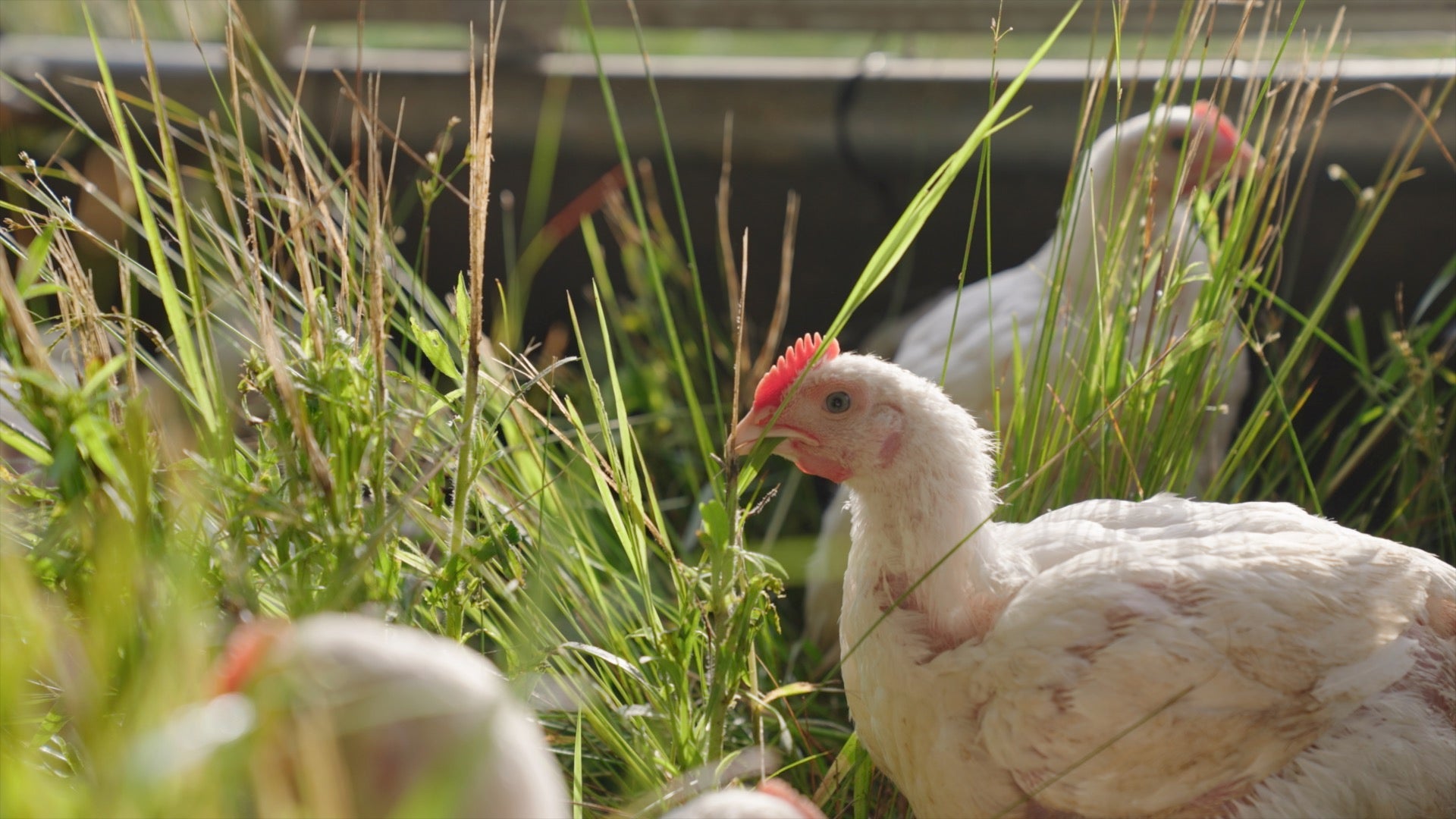 Chicken